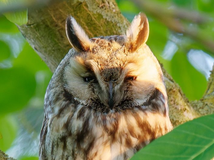 Waldohreule blinzelt in der Abendsonne