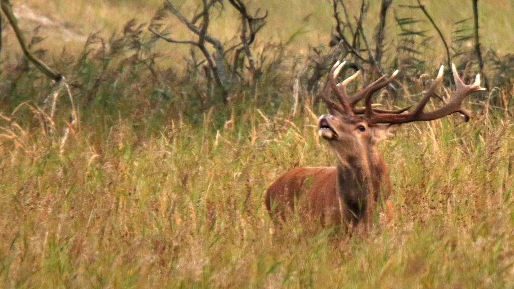 Rufender Platzhirsch auf dem Darss