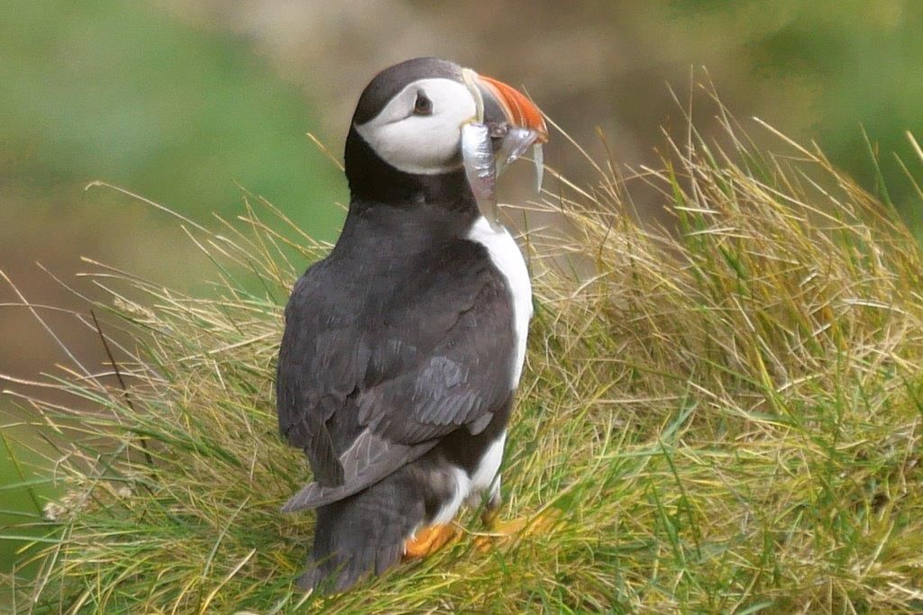 Papageitaucher auf den Westmännerinseln mit Fischen