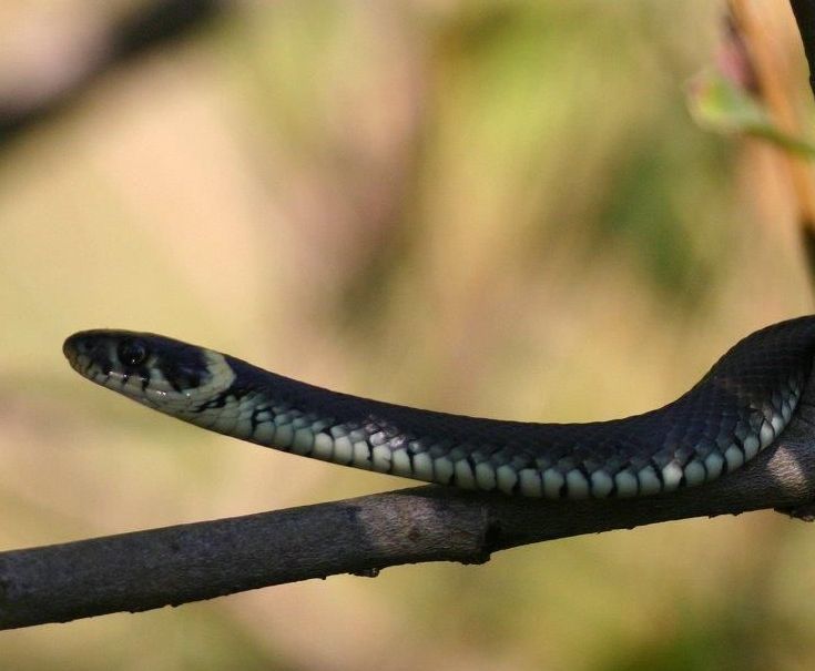 kletternde Ringelnatter