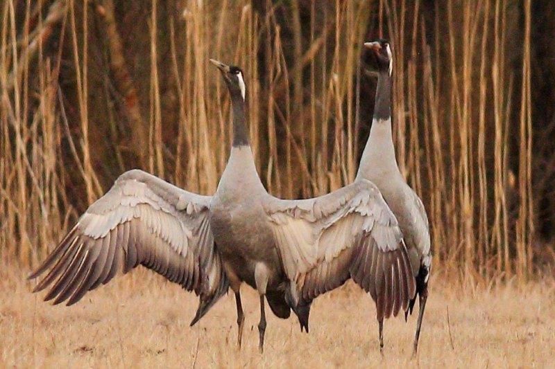 Kraniche tanzenim Naturpark Dahme-Heideseen