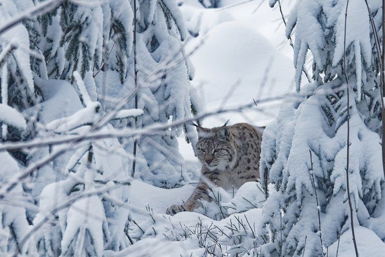 Luchs im tiefen Schnee im Fichtelgebirge bei Mehlmeisel