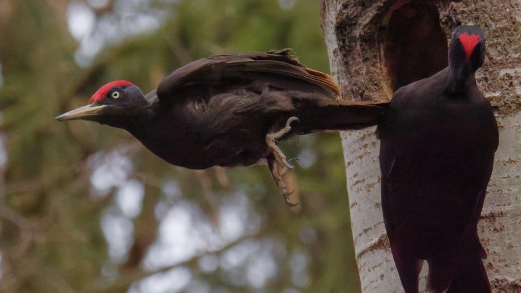 Schwarzspechte an der Bruthöhle im Naturpark Dahme-Heideseen