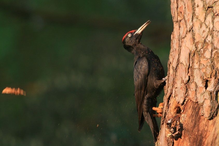 Schwarzspecht bei der Arbeit
