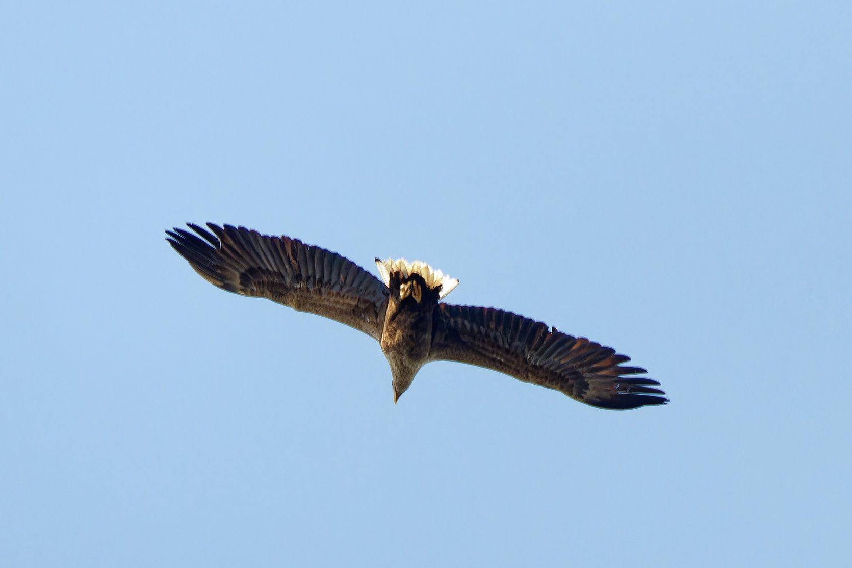 Seeadler am Himmel