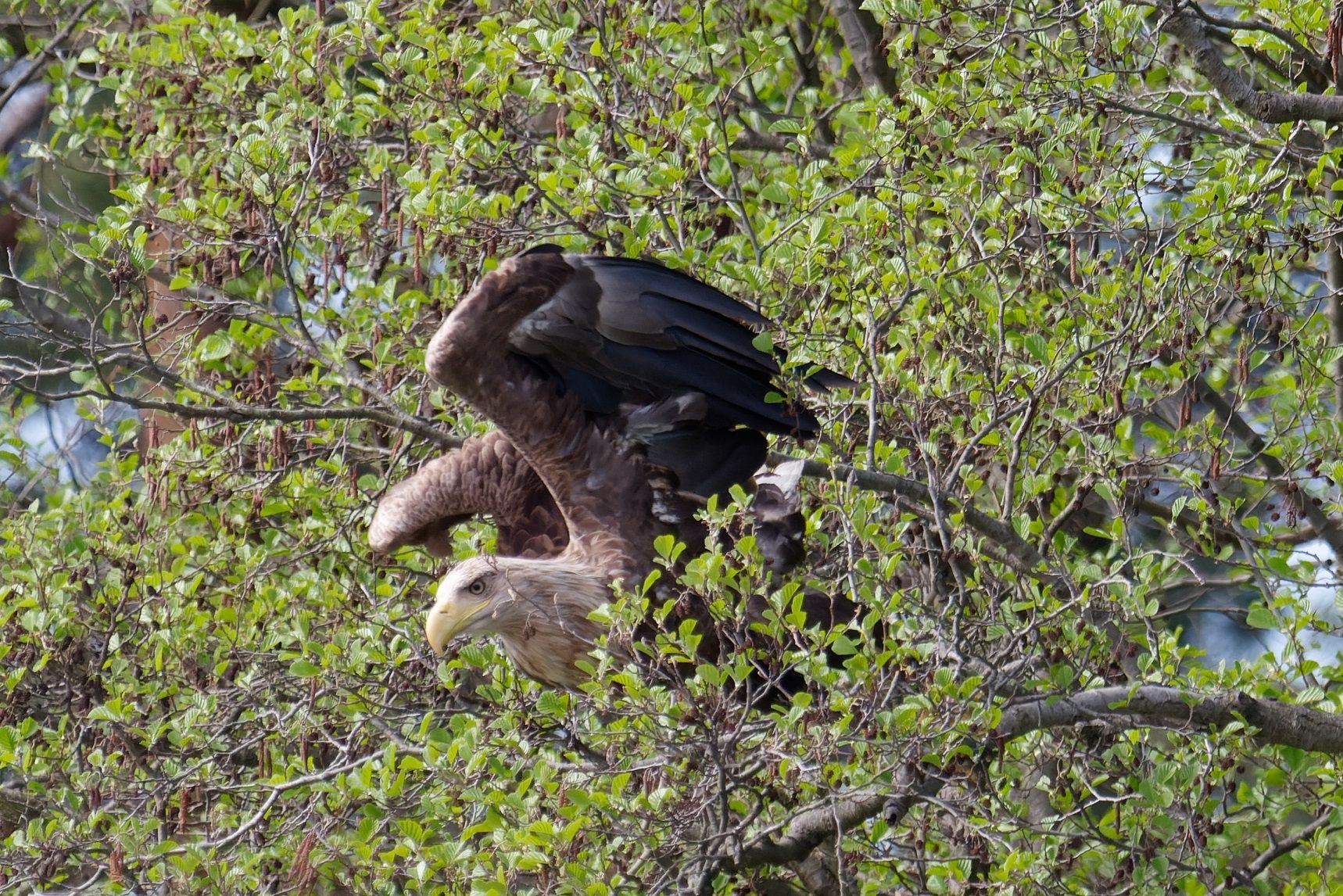 Seeadler im Dahmeland