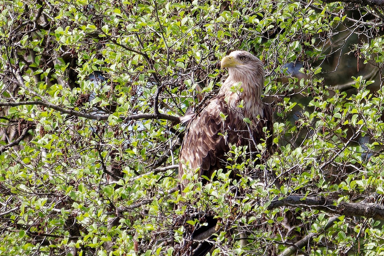 Seeadler im Naturpark Dahme-Heideseen