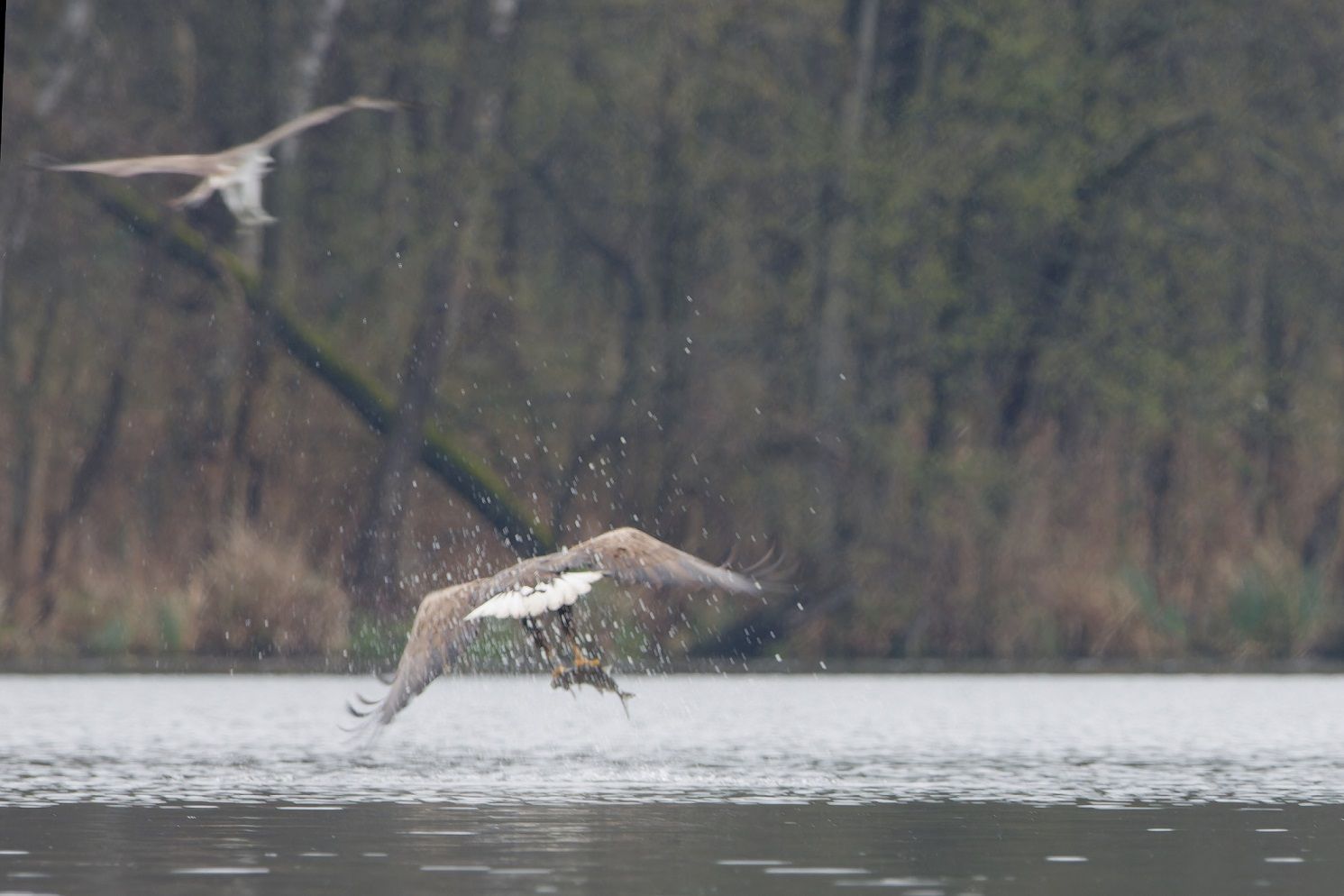 Fischadler Angriff auf Seeadler