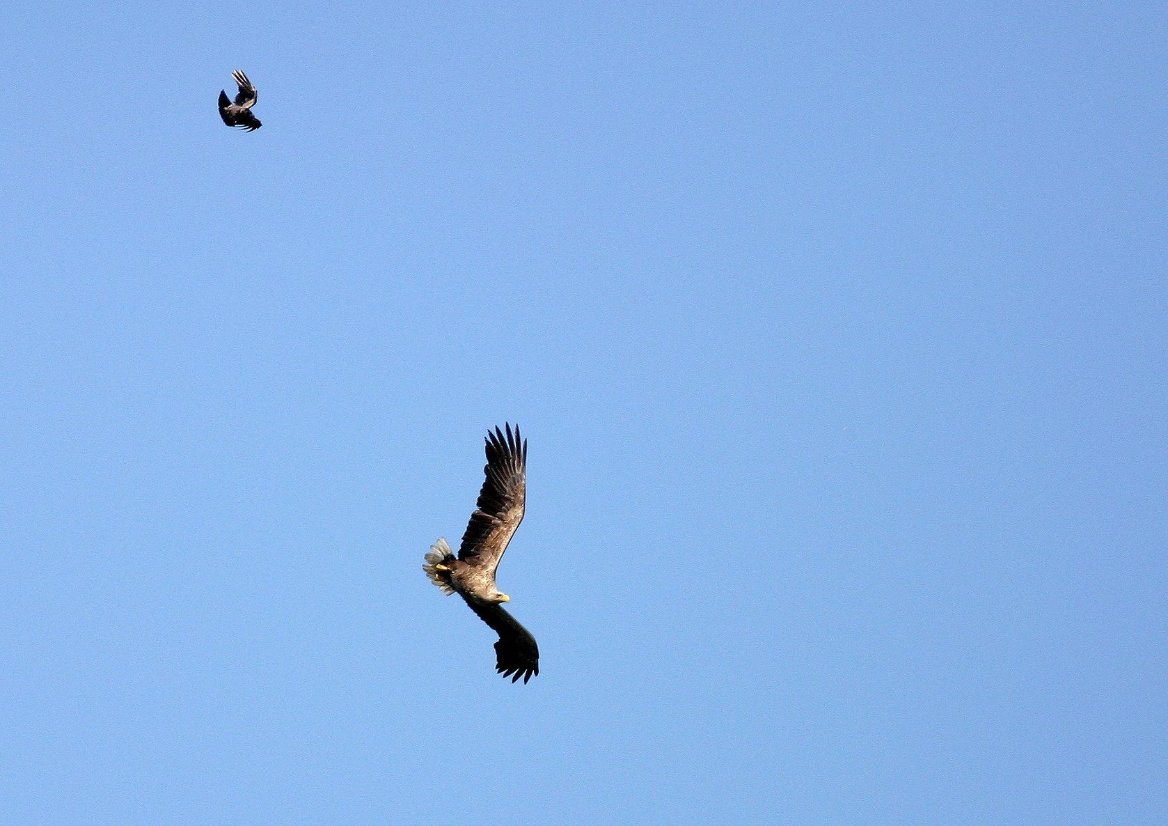 Krähe verfolgt Seeadler