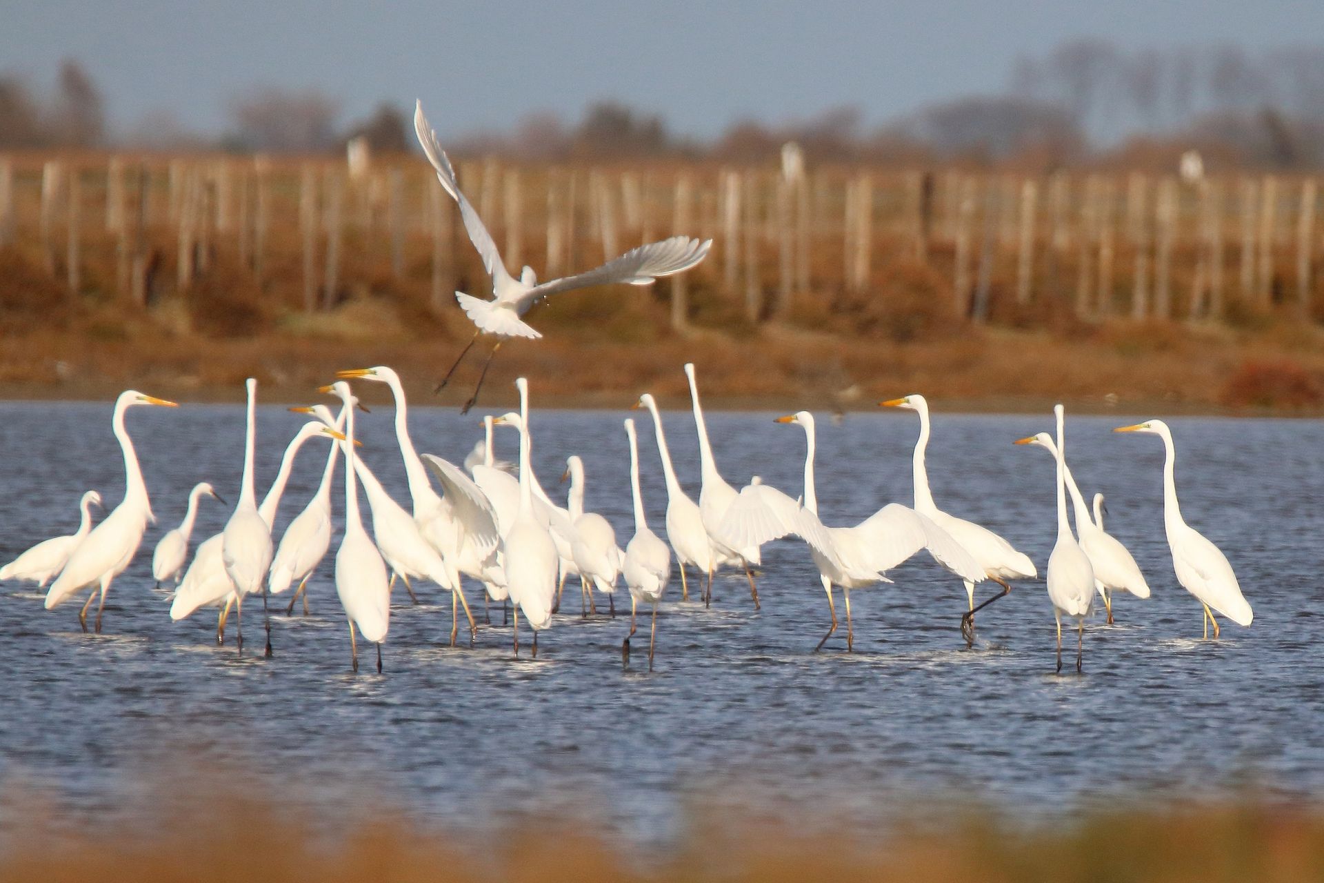 Silberreiher Ansammlung