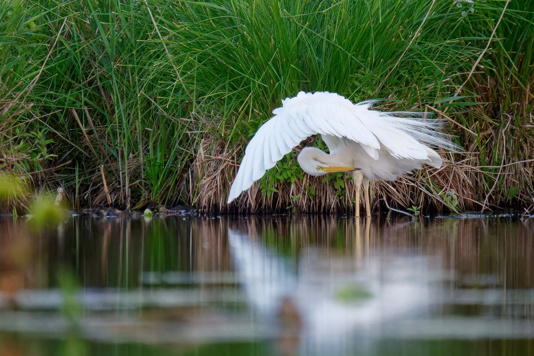 Silberreiher bei der Gefiederpflege