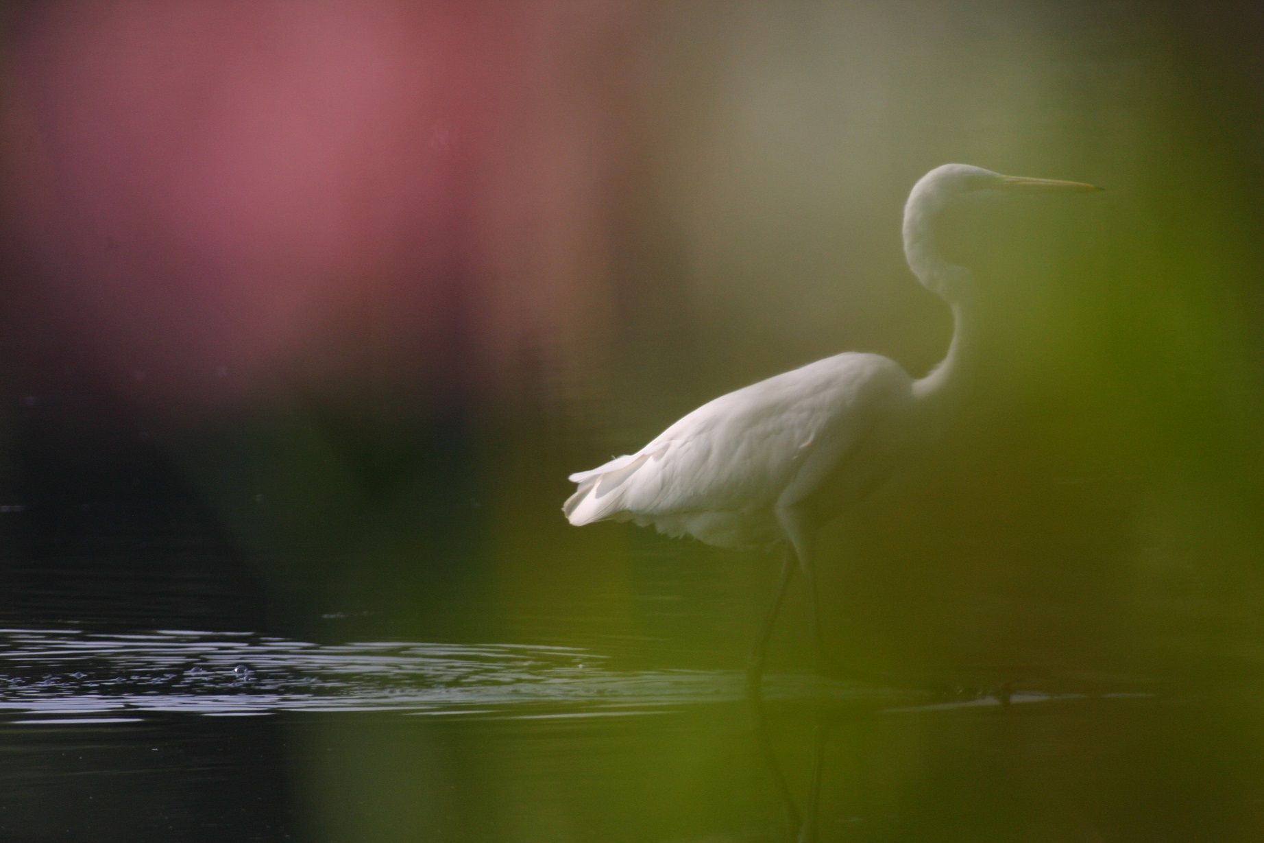 Silberreiher durch Blattwerk fotografiert