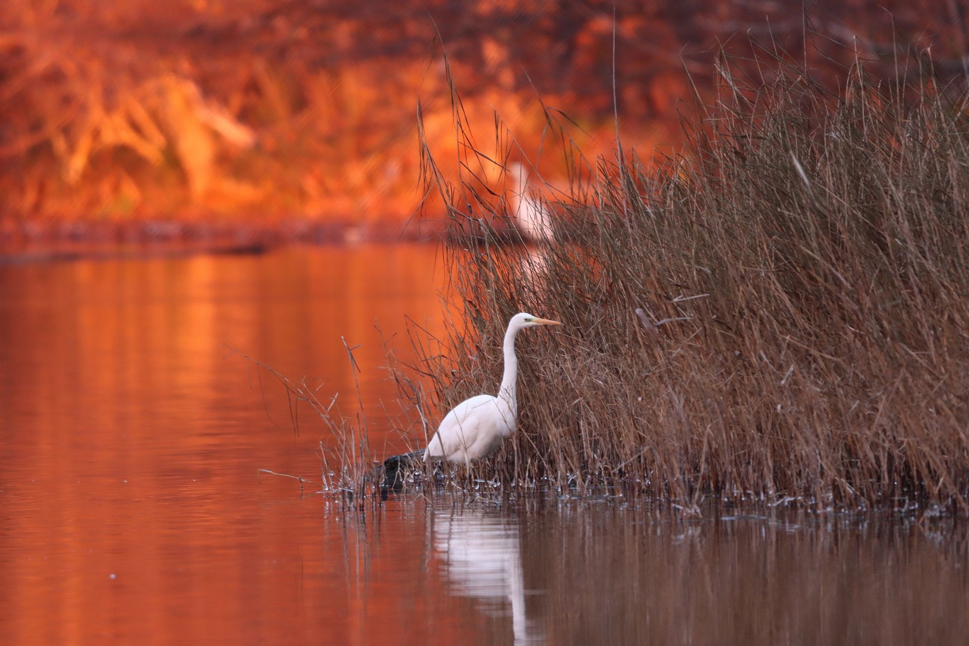 Silberreiher im Abendlicht