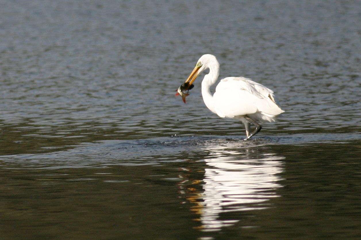 Silberreiher mit Fisch