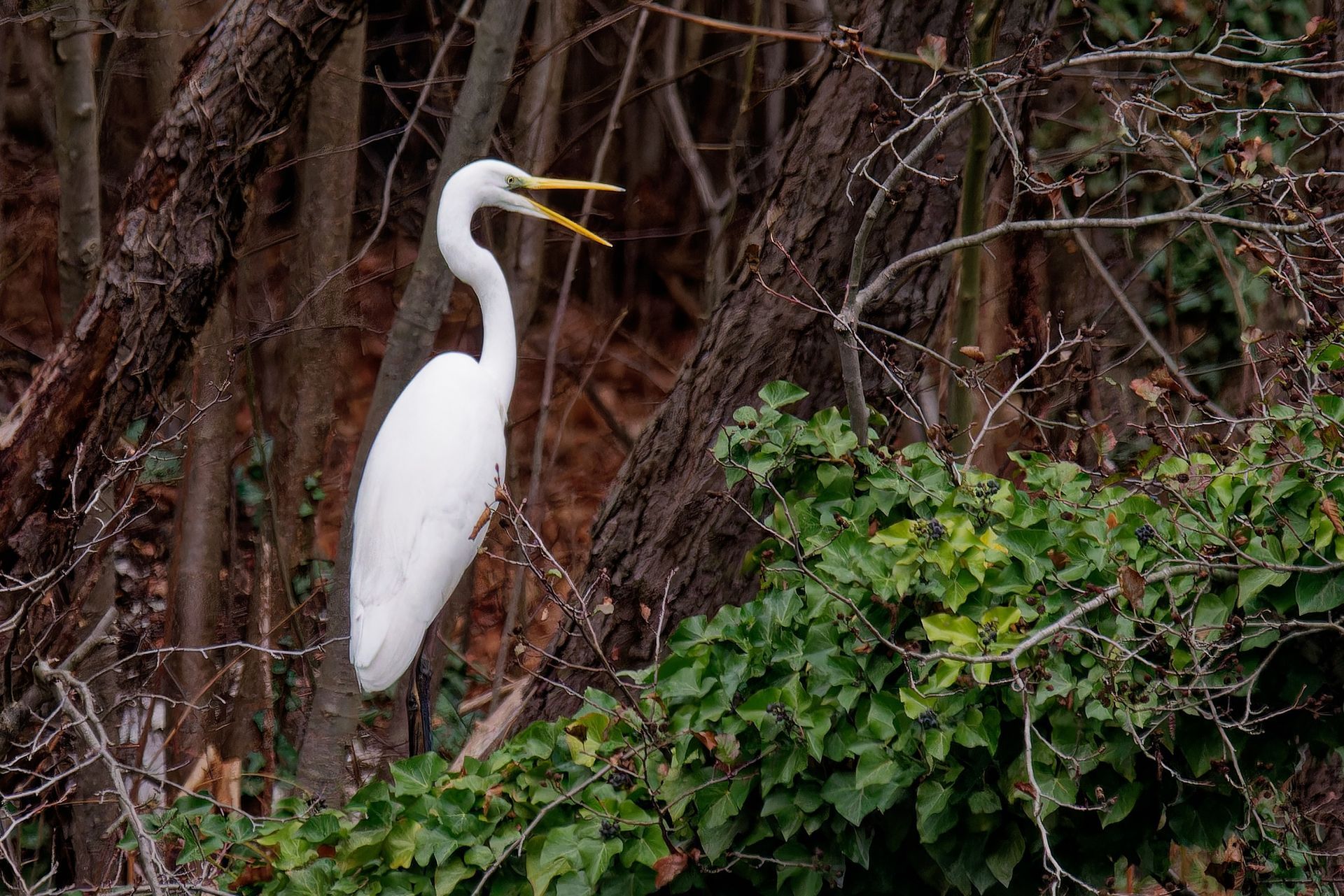 Silberreiher schreit