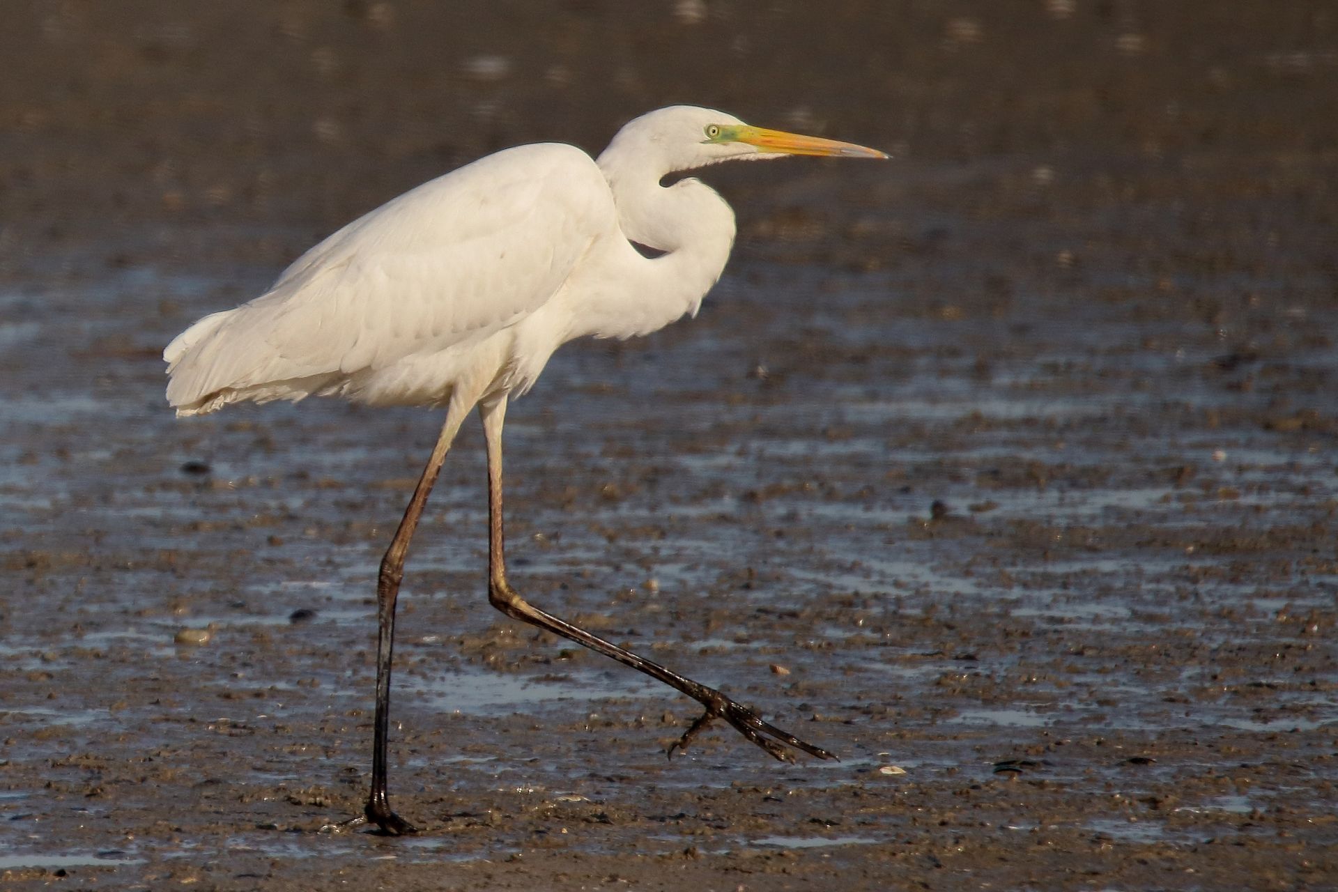 Silberreiher schreitet