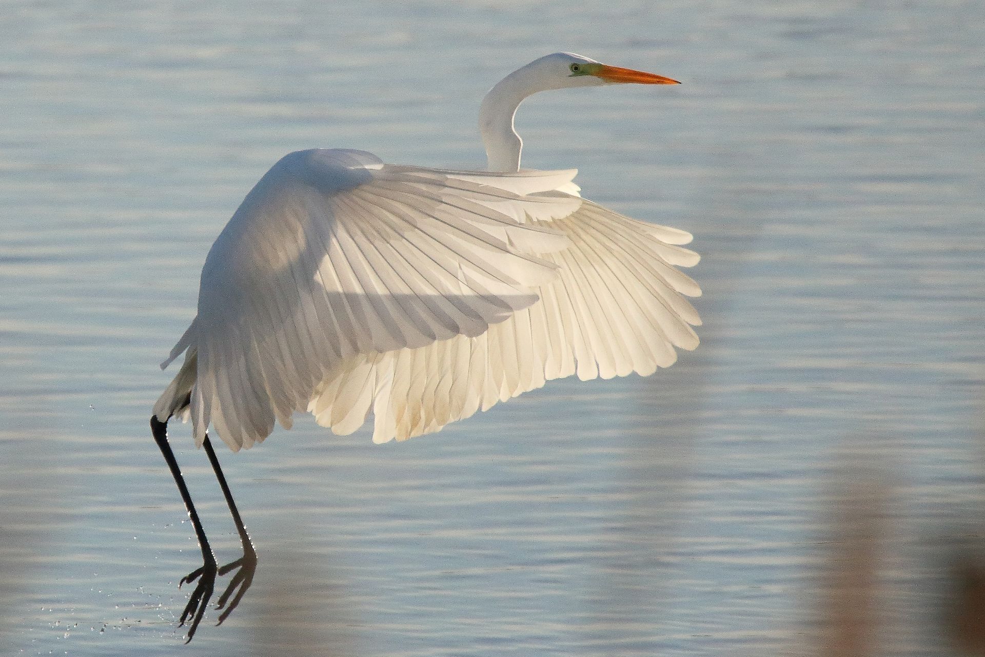 Silberreiher startet
