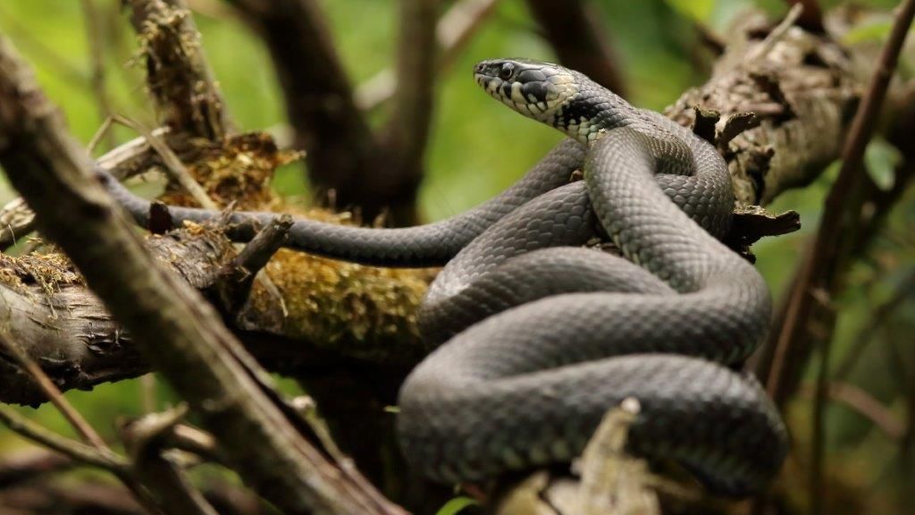 Sonnenbad einer Ringelnatter 