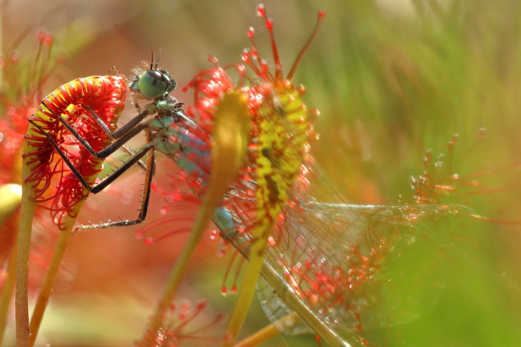 Sonnentau und große Pechlibelle