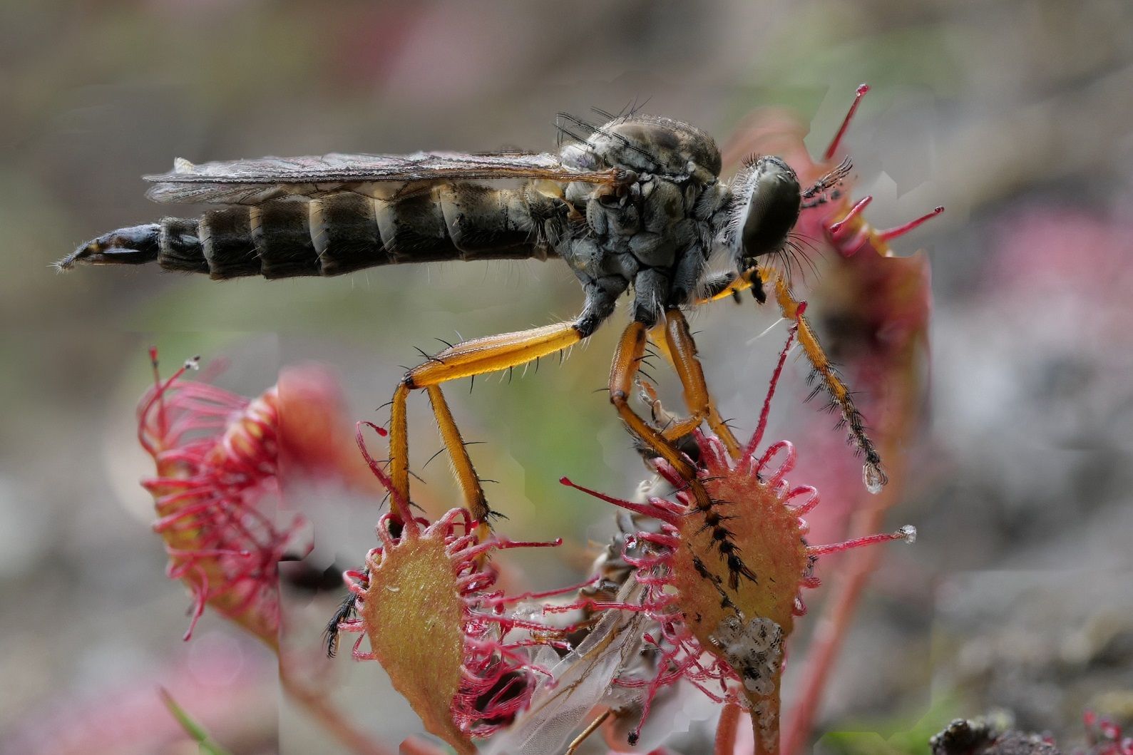 Stechfliege im Sonnentau gefangen