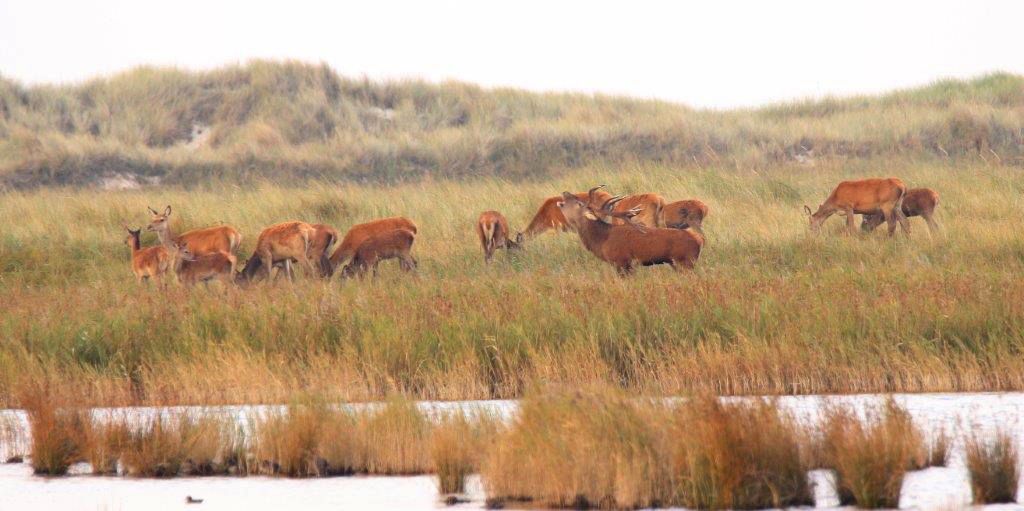 Rothirsche auf dem Darss