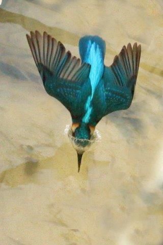 Eisvogel stürzt sich in das Wasser