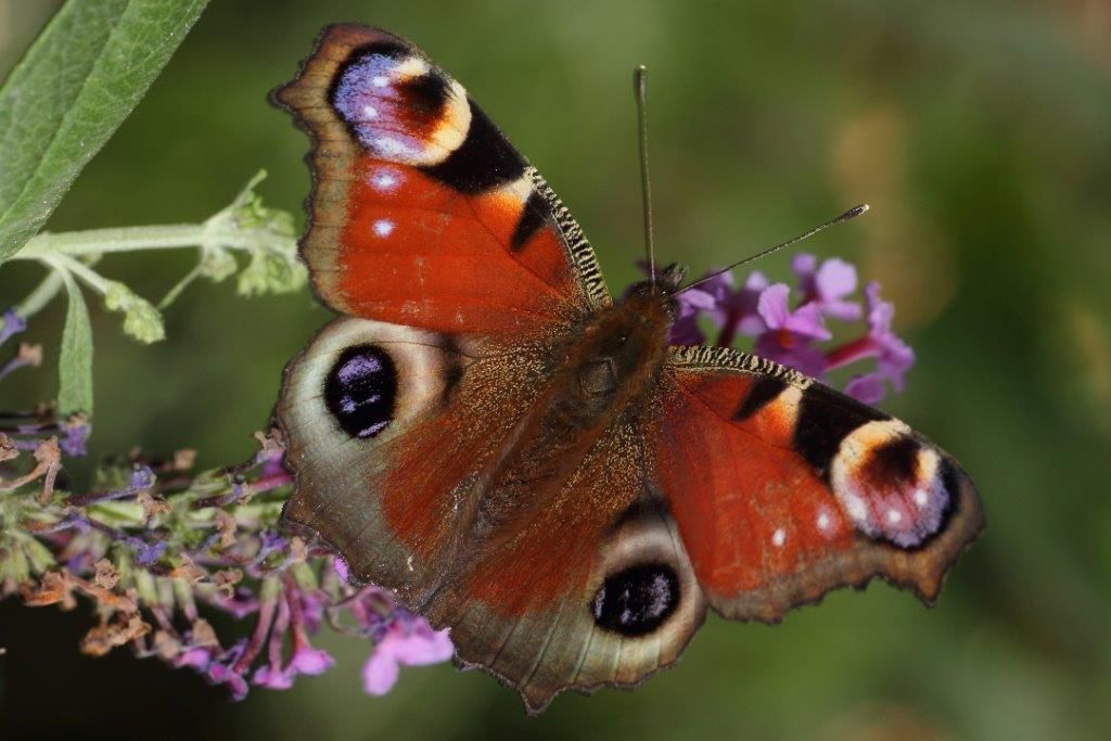 Pfauenauge