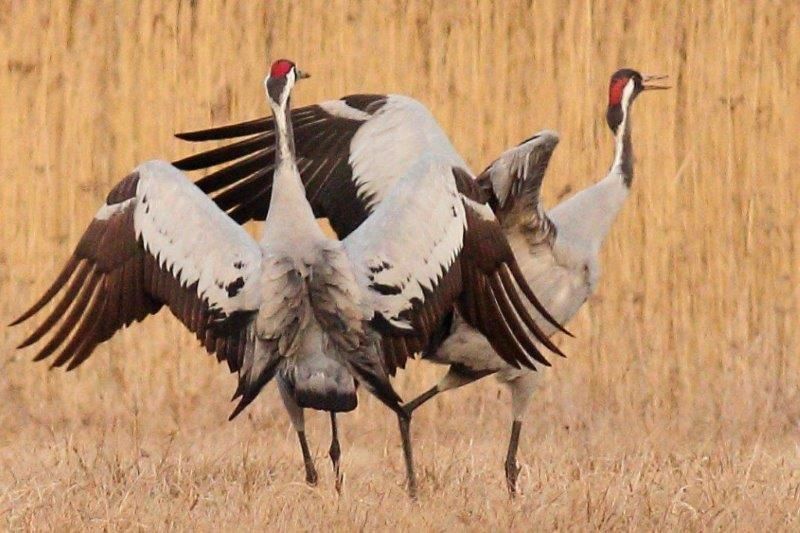 Kraniche tanzenim Naturpark Dahme-Heideseen