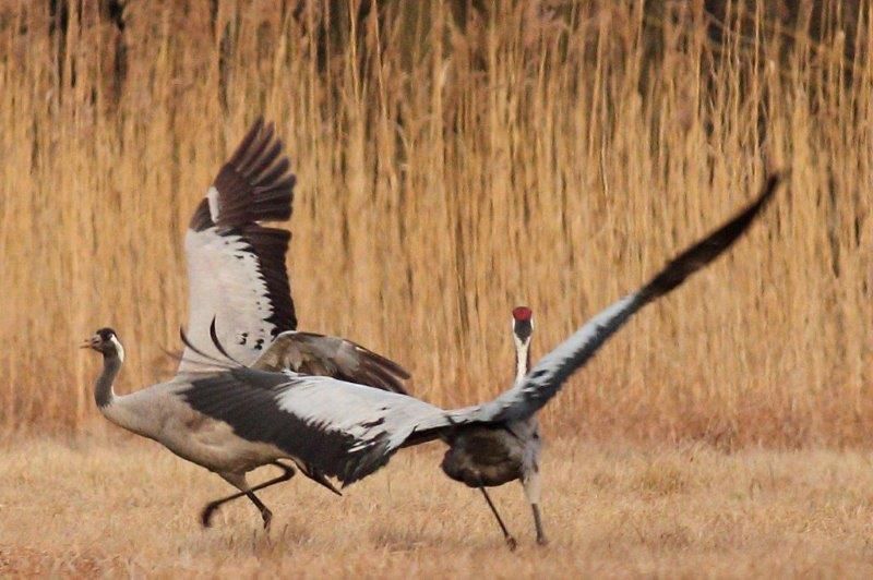 Kraniche tanzen bei Streganz