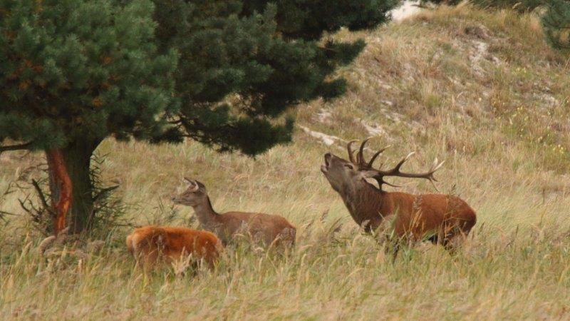 Rothirsch ruft bei der Brunft