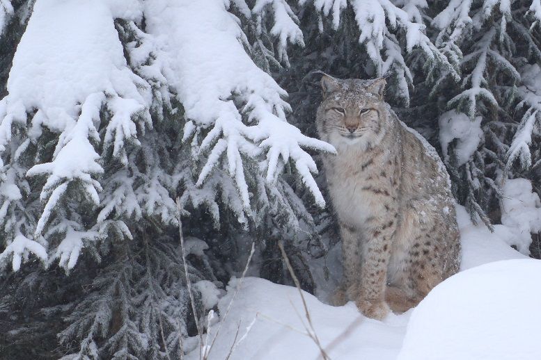 Luchs bei Schneefallim Fichtelgebirge bei Mehlmeisel
