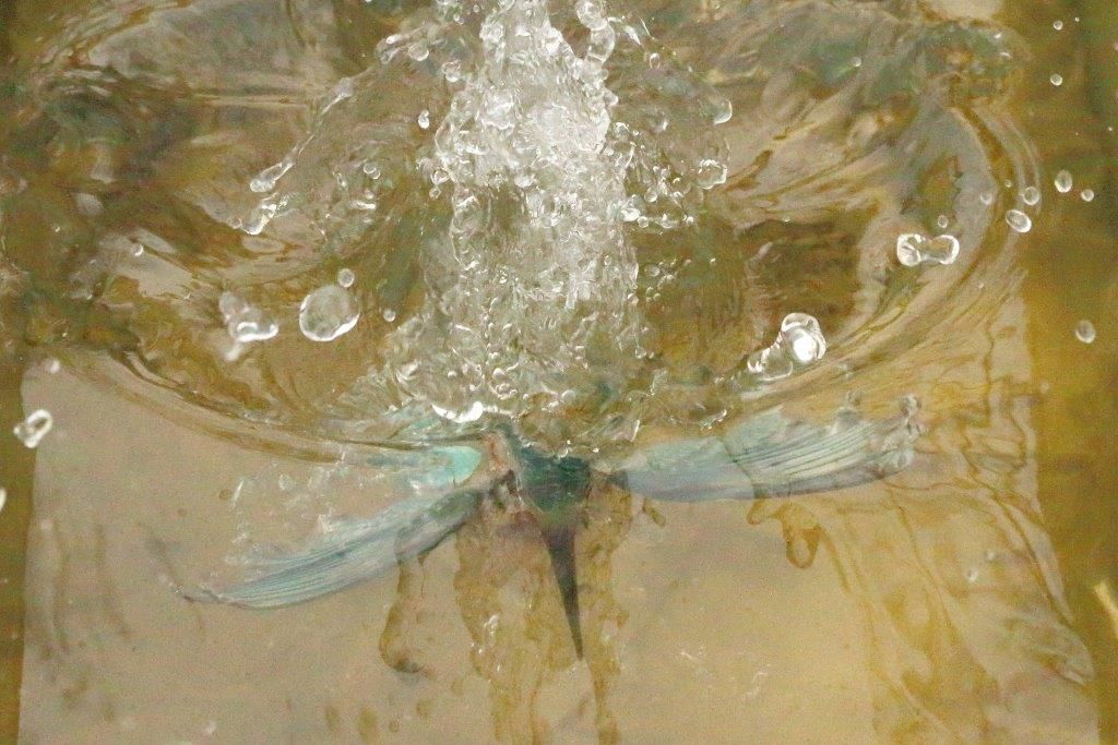 Eisvogel bei der Unterwasserjagd