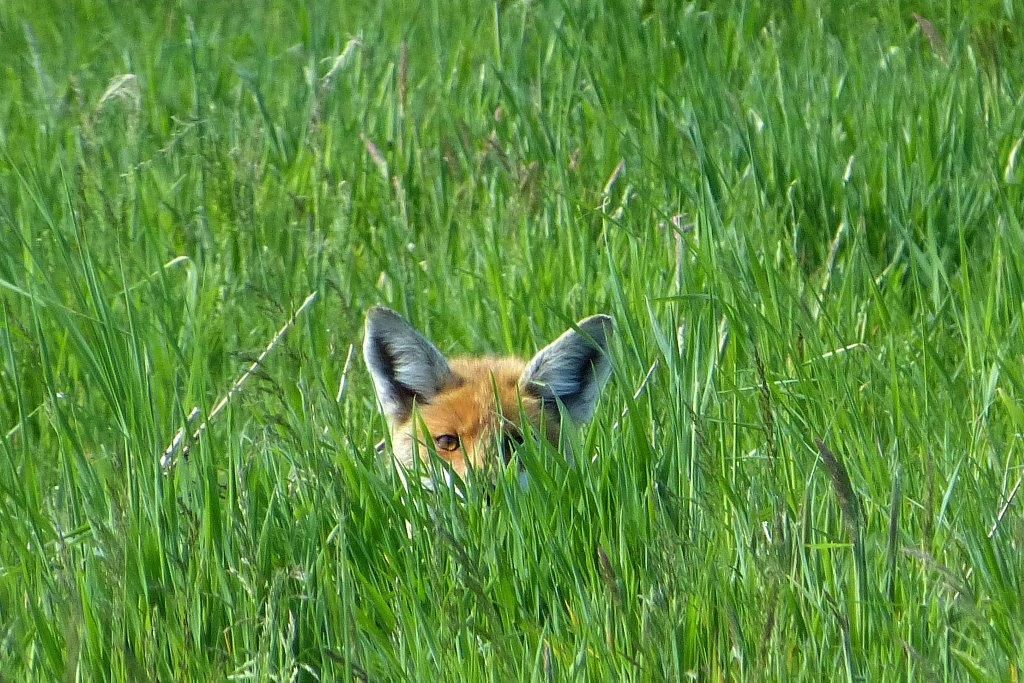 Fuchs in der Deckung im Naturpark Dahme-Heideen
