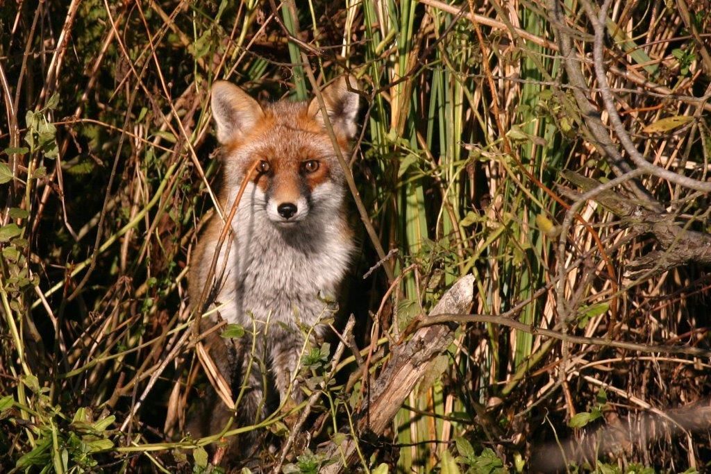 Fuchs in der Deckung im Naturpark Dahme-Heideen