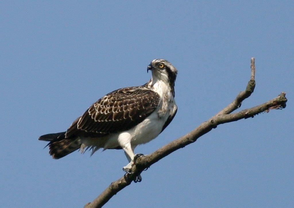 Fischadler hält Ausschau