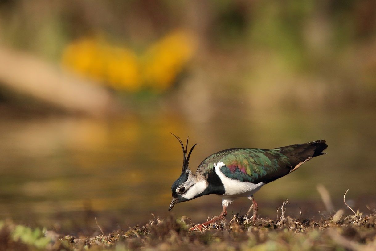 Kiebitz vor Sumpfdotterblumen