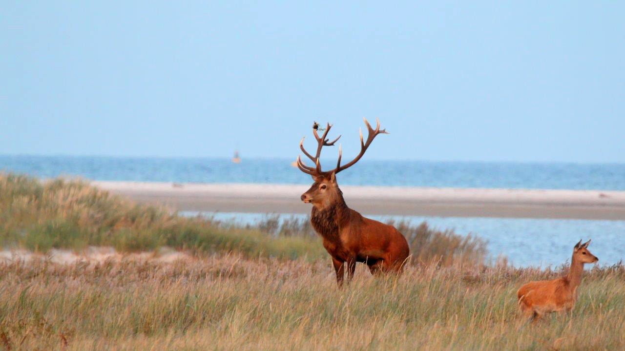 Rothirsche vor der Ostsee