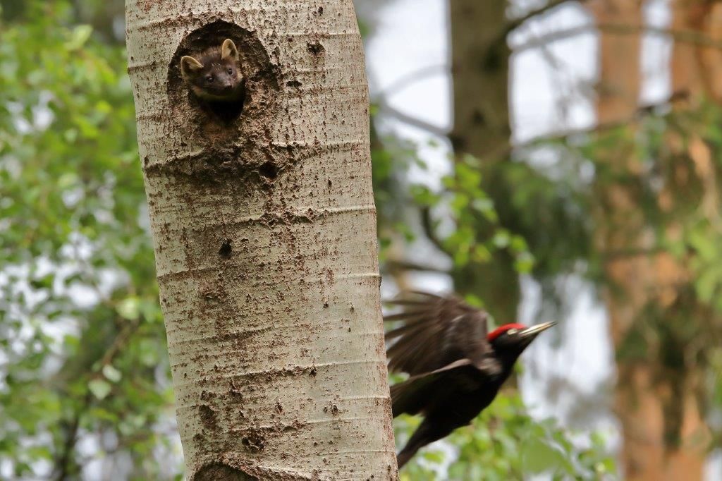 Baummarder und Schwarzspecht im Naturpark Dahme-Heideseen