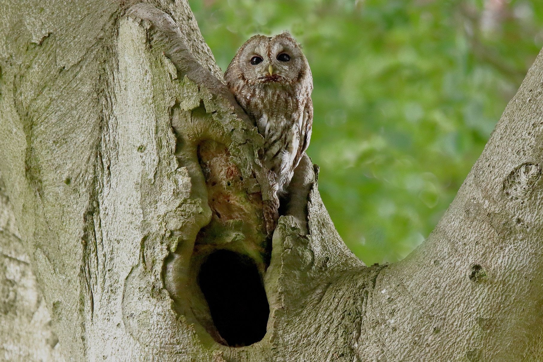 Waldkauz beobachtet im Naturpark Dahme-Heideseen