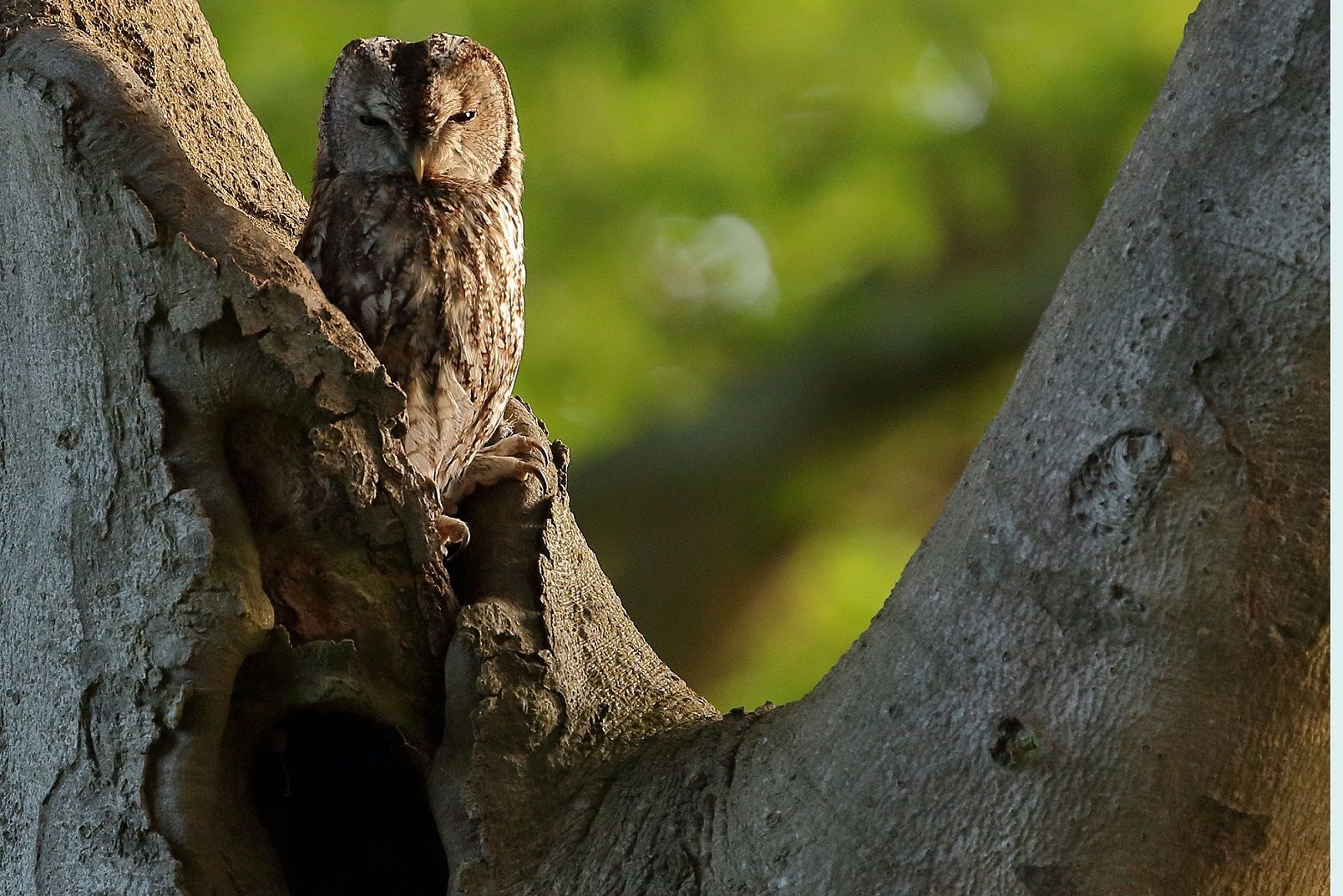Waldkauz im Gegenlicht im Naturpark Dahme-Heideseen