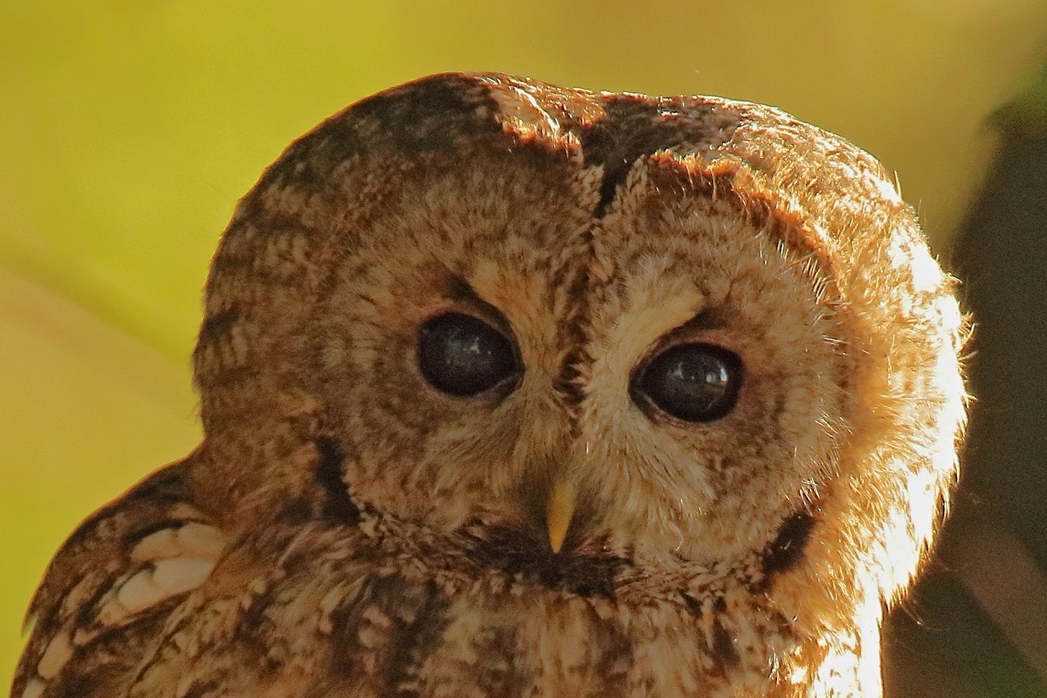 Waldkauzporträt 