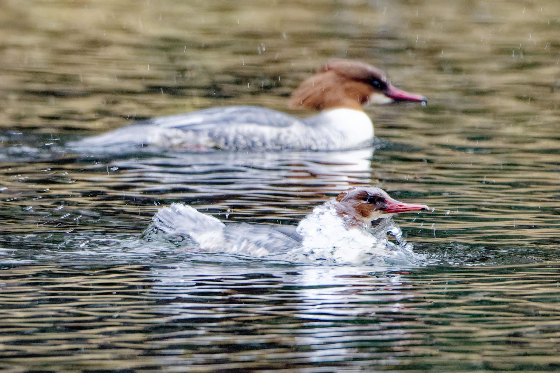 Gänsesäger Weibchen