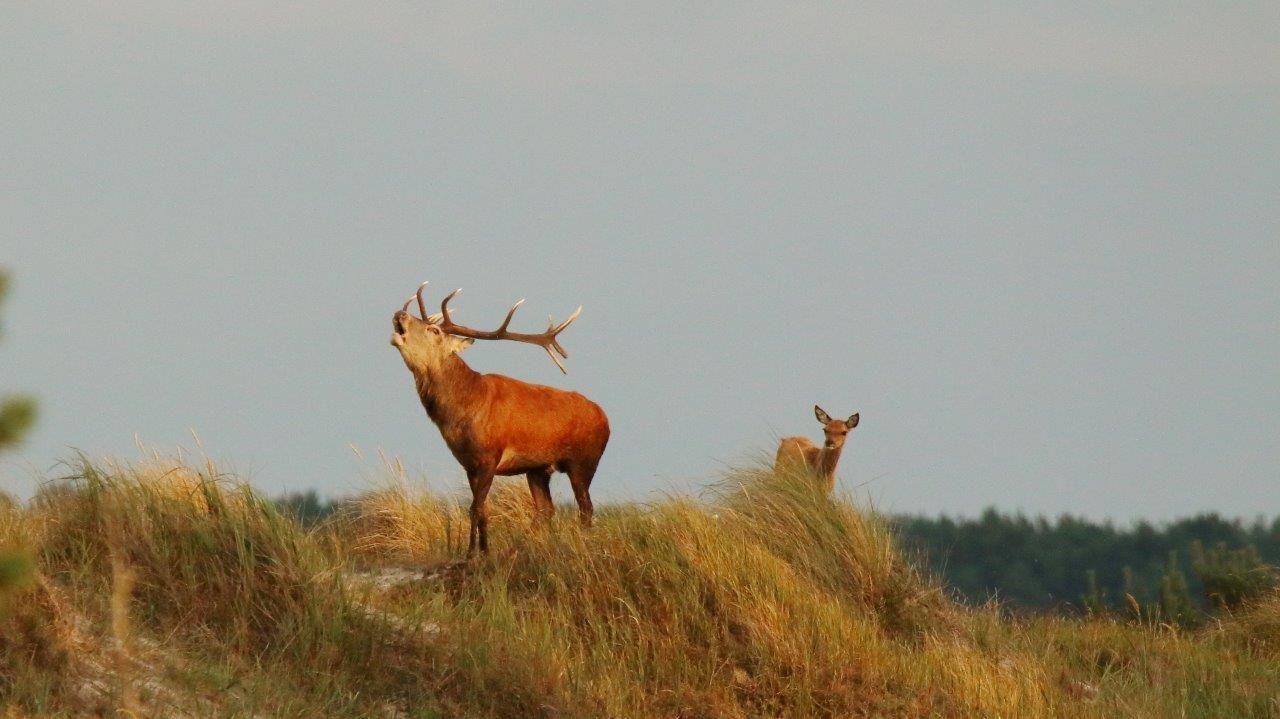 Rothirsche auf einer Düne