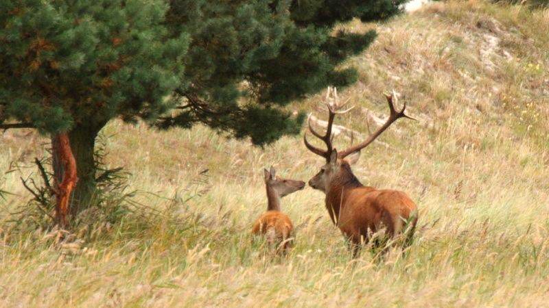 Rothirsche auf dem Darss