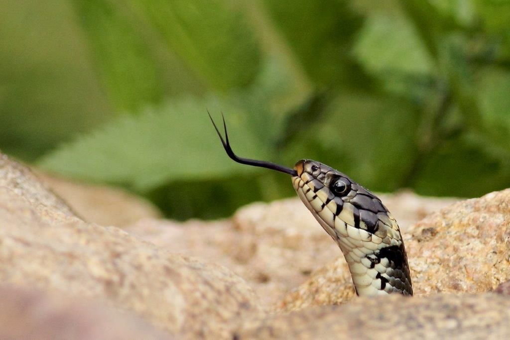 Züngelnde Ringelnatter
