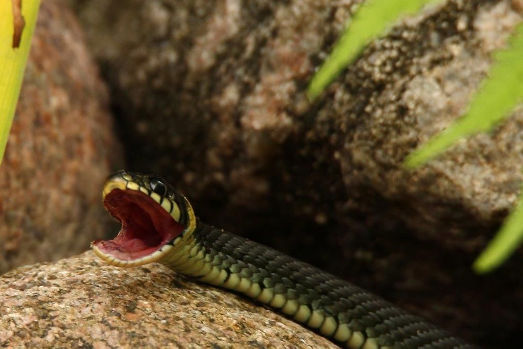 zahnlose Ringelnatter