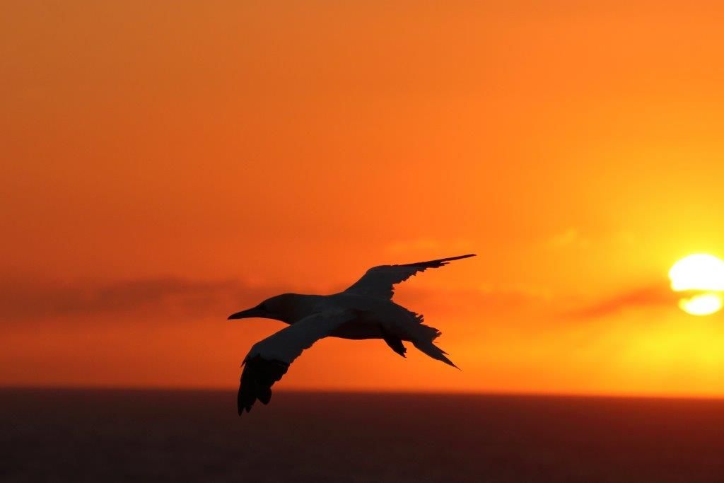 Basstölpel auf Helgoland im letzten Licht