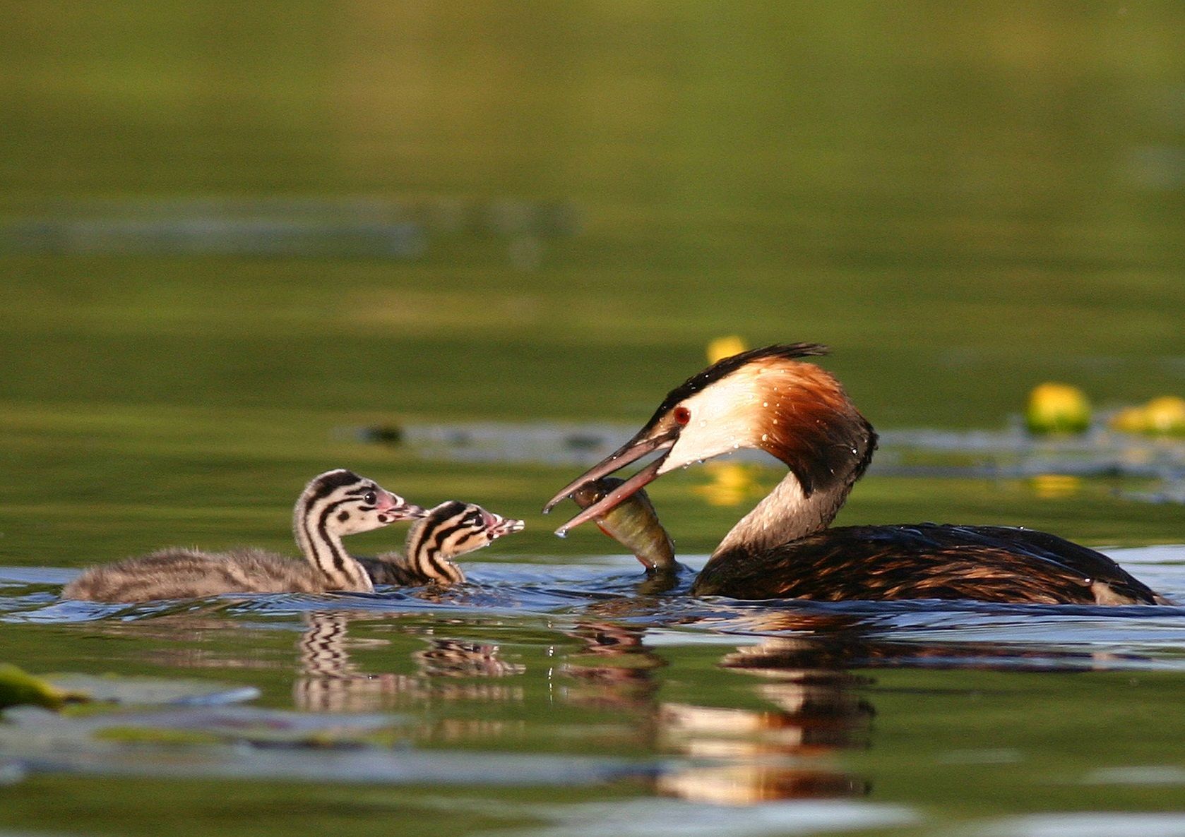 kleiner Haubentaucher mit großem Hunger