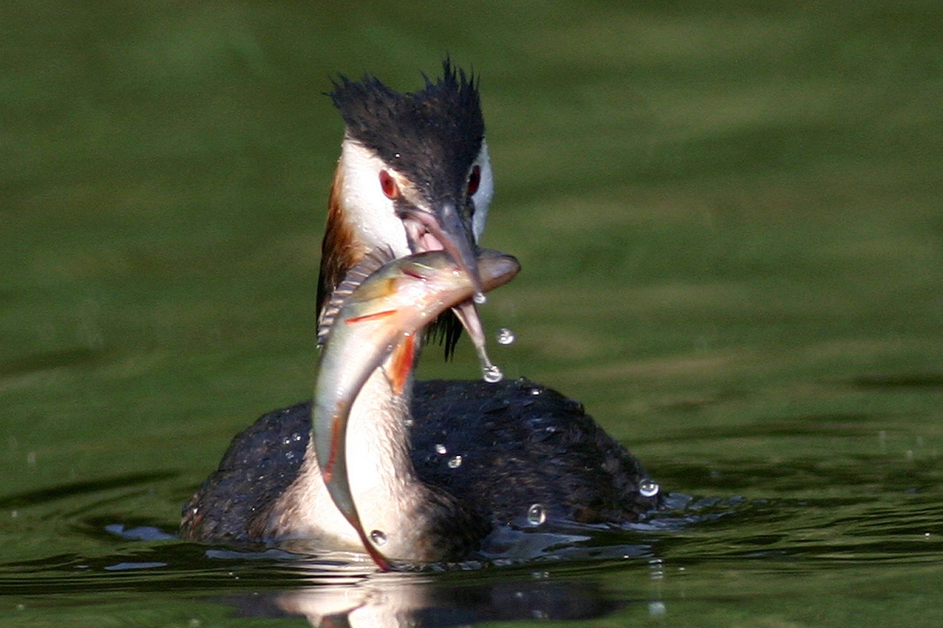 Haubentaucher mit großem Barsch