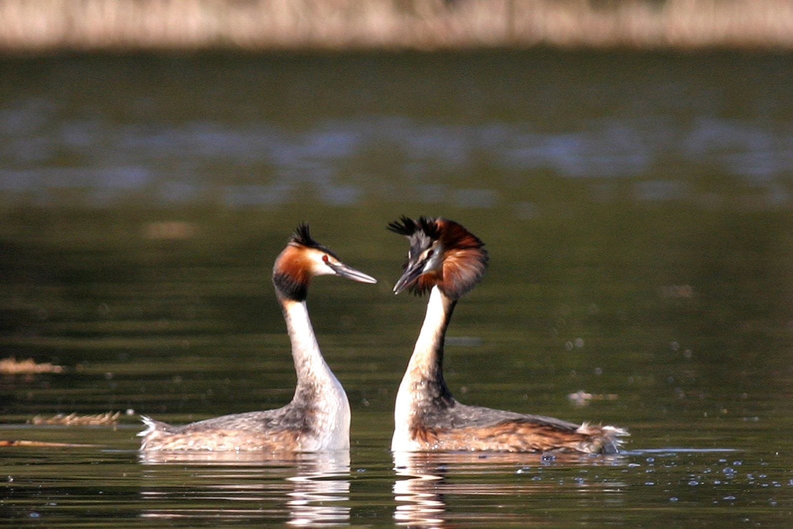 Haubentaucher Pinguintanz